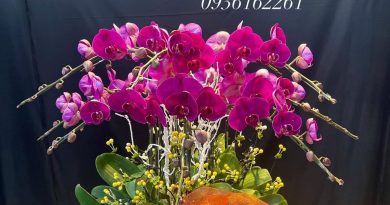 bán lan hồ điệp tại quận 3