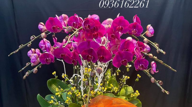 bán lan hồ điệp tại quận 3