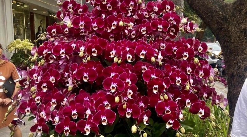 hoa lan hồ điệp đỏ