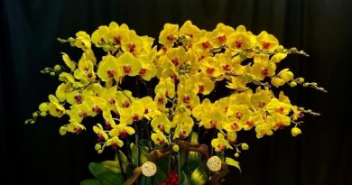 Lan Hồ Điệp Vàng