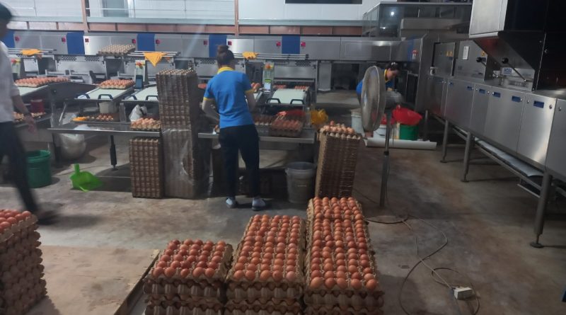 trứng gà công nghiệp giá bao nhiêu