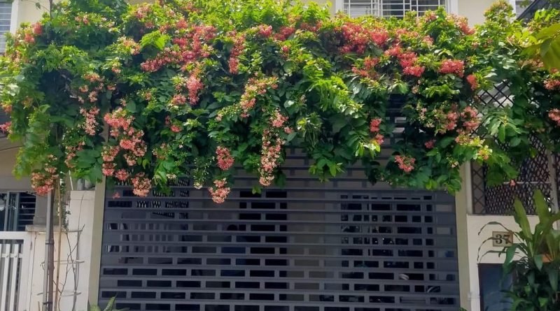 Cửa cuốn Bình Dương