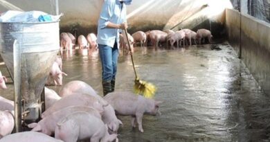 xử lý mùi hôi chuồng trại