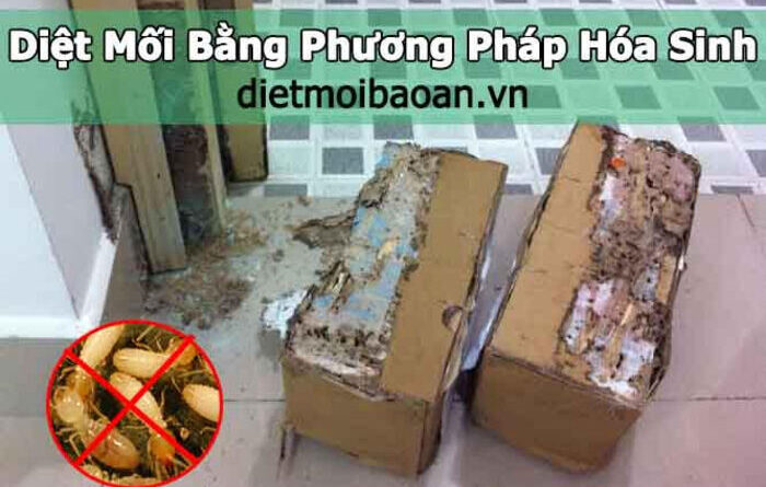 dịch vụ diệt mối bình thạnh