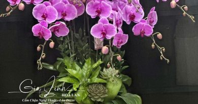 chậu hoa lan ngày Tết