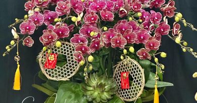 Bán Lan Hồ Điệp Tết