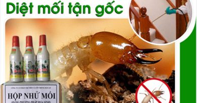 dịch vụ diệt mối tại vĩnh long