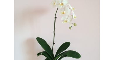 chậu Lan Hồ Điệp 1 cành