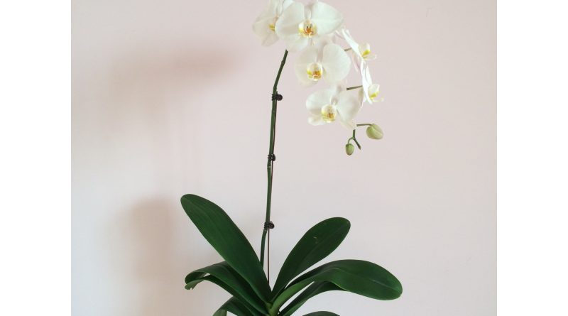 chậu Lan Hồ Điệp 1 cành