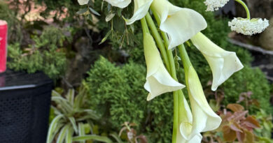 đặt hoa cưới cầm tay tphcm