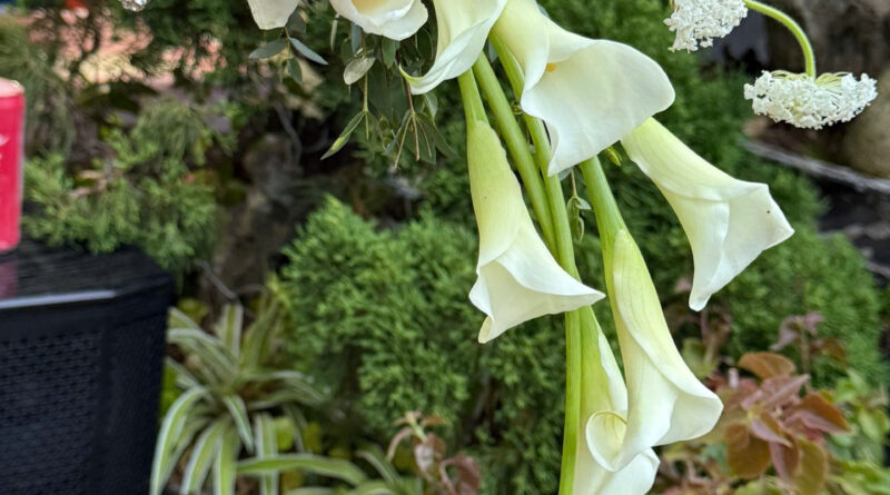 đặt hoa cưới cầm tay tphcm